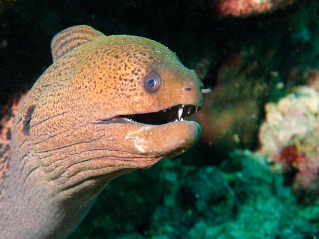 Moray Eel - Inglis Shoal, PNG